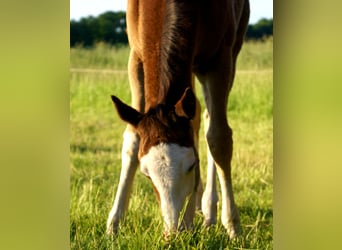 American Paint Horse, Jument, Poulain (03/2026), 150 cm, Overo-toutes couleurs