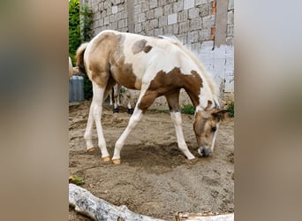 American Paint Horse, Jument, Poulain (04/2026), 152 cm, Pinto