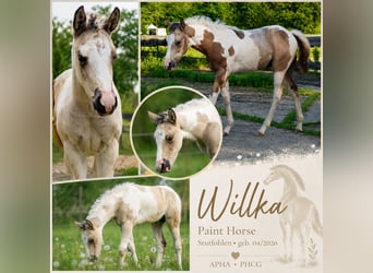 American Paint Horse, Jument, Poulain (04/2026), 152 cm, Pinto