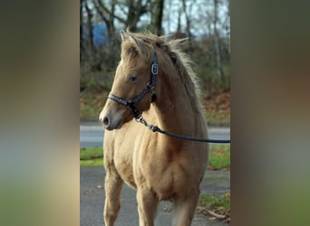 American Paint Horse, Jument, Poulain (05/2025), 153 cm, Champagne