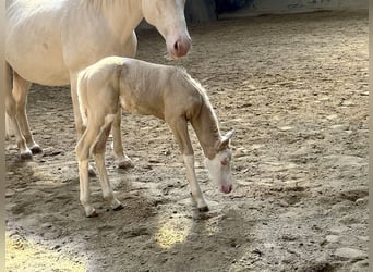 American Paint Horse, Jument, Poulain (04/2026), 154 cm, Overo-toutes couleurs