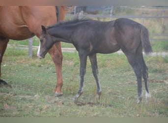 American Paint Horse, Jument, Poulain (04/2026), 155 cm, Bai brun