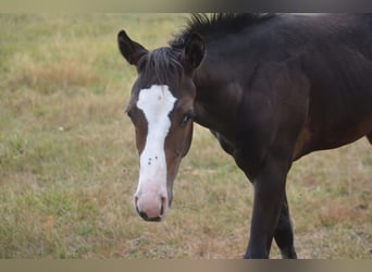 American Paint Horse, Jument, Poulain (04/2026), 155 cm, Bai brun