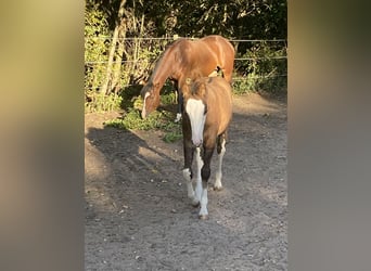 American Paint Horse Croisé, Jument, Poulain (06/2026), 155 cm, Tobiano-toutes couleurs