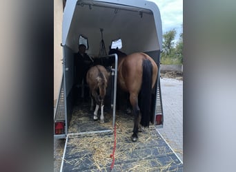 American Paint Horse Croisé, Jument, Poulain (06/2026), 155 cm, Tobiano-toutes couleurs