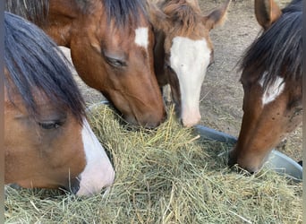 American Paint Horse Croisé, Jument, Poulain (06/2026), 155 cm, Tobiano-toutes couleurs