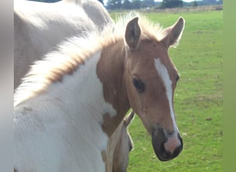 American Paint Horse, Jument, Poulain (07/2026), 155 cm, Tobiano-toutes couleurs