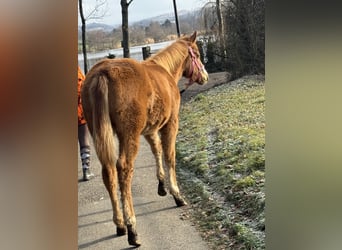 American Paint Horse, Jument, Poulain (05/2025), Alezan