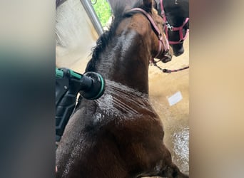 American Paint Horse, Jument, Poulain (03/2026), Bai