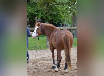 American Paint Horse Mix, Klacz, 10 lat, 143 cm, Kasztanowata