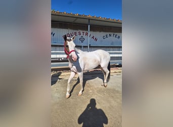 American Paint Horse Mix, Klacz, 10 lat, 145 cm, Tobiano wszelkich maści