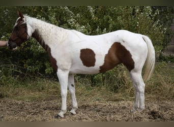 American Paint Horse, Klacz, 10 lat, 150 cm, Srokata