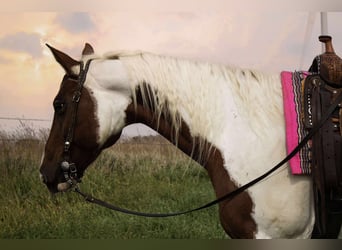 American Paint Horse, Klacz, 10 lat, 150 cm, Srokata