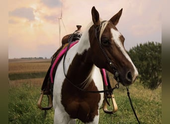 American Paint Horse, Klacz, 10 lat, 150 cm, Srokata