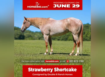American Paint Horse, Klacz, 10 lat, 152 cm, Kasztanowatodereszowata