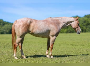 American Paint Horse, Klacz, 10 lat, 152 cm, Kasztanowatodereszowata