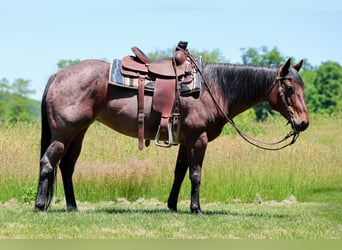American Paint Horse, Klacz, 10 lat, Gniadodereszowata