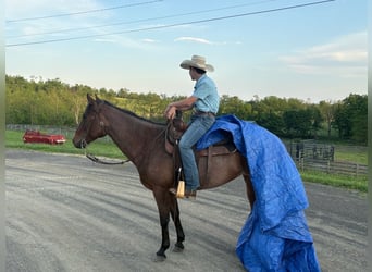 American Paint Horse, Klacz, 10 lat, Gniadodereszowata