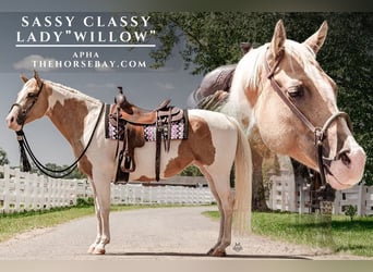 American Paint Horse, Klacz, 10 lat, Izabelowata