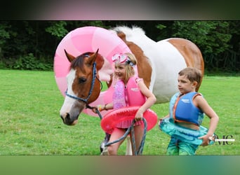 American Paint Horse, Klacz, 10 lat, Srokata