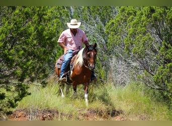 American Paint Horse, Klacz, 11 lat, 137 cm, Tobiano wszelkich maści