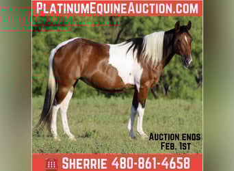 American Paint Horse, Klacz, 11 lat, 137 cm, Tobiano wszelkich maści