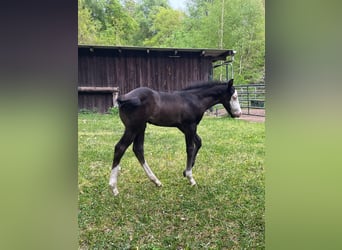 American Paint Horse, Klacz, 11 lat, 151 cm, Overo wszelkich maści
