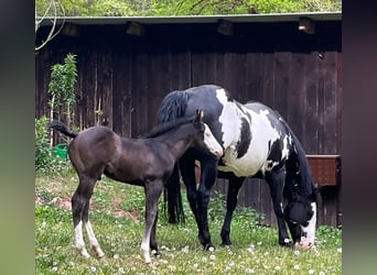 American Paint Horse, Klacz, 11 lat, 151 cm, Overo wszelkich maści