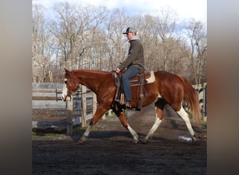 American Paint Horse, Klacz, 11 lat, 152 cm, Overo wszelkich maści