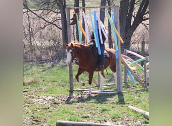 American Paint Horse, Klacz, 11 lat, 152 cm, Overo wszelkich maści