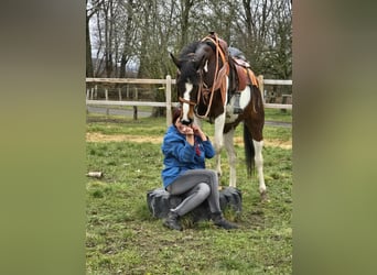 American Paint Horse Mix, Klacz, 11 lat, 152 cm, Srokata