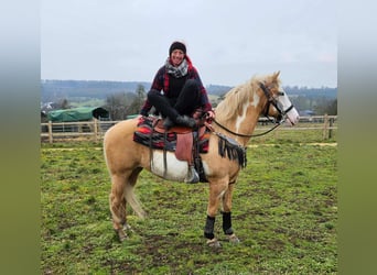 American Paint Horse, Klacz, 11 lat, 157 cm, Overo wszelkich maści