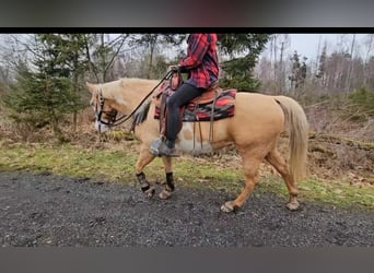 American Paint Horse, Klacz, 11 lat, 157 cm, Overo wszelkich maści