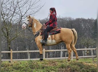 American Paint Horse, Klacz, 11 lat, 157 cm, Overo wszelkich maści