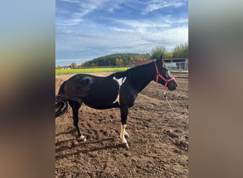 American Paint Horse Mix, Klacz, 11 lat, 160 cm, Kara