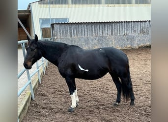 American Paint Horse Mix, Klacz, 11 lat, 160 cm, Kara