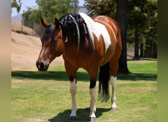 American Paint Horse, Klacz, 11 lat, Srokata