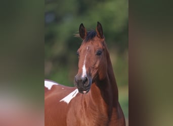 American Paint Horse, Klacz, 12 lat, 155 cm, Tobiano wszelkich maści