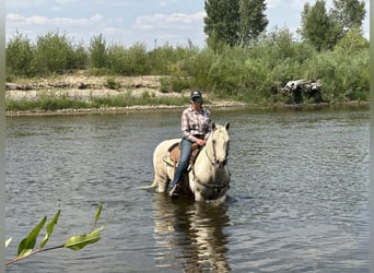 American Paint Horse, Klacz, 13 lat, 150 cm, Izabelowata