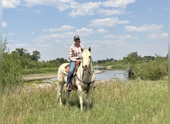 American Paint Horse, Klacz, 13 lat, 150 cm, Izabelowata