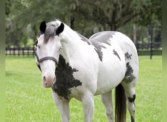 American Paint Horse, Klacz, 13 lat, 150 cm, Overo wszelkich maści