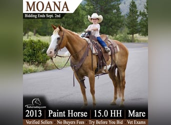 American Paint Horse, Klacz, 13 lat, 152 cm