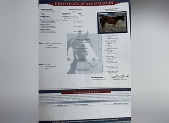 American Paint Horse, Klacz, 13 lat, 155 cm, Gniada