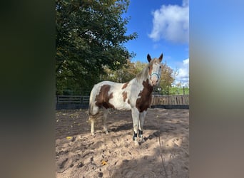 American Paint Horse, Klacz, 13 lat, 156 cm, Tovero wszelkich maści