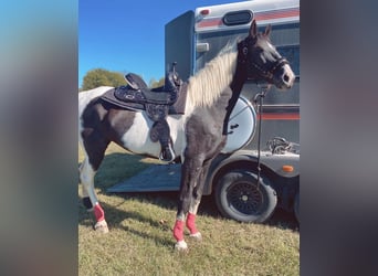 American Paint Horse, Klacz, 13 lat, 157 cm, Tobiano wszelkich maści