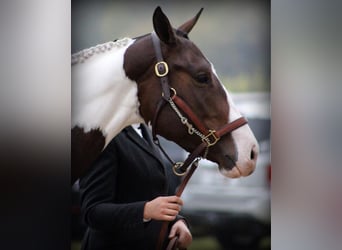 American Paint Horse, Klacz, 13 lat, Tobiano wszelkich maści