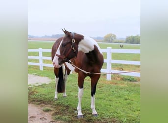 American Paint Horse, Klacz, 13 lat, Tobiano wszelkich maści