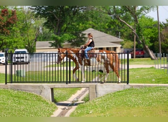 American Paint Horse, Klacz, 14 lat, 142 cm, Srokata