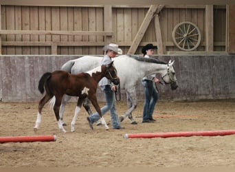 American Paint Horse, Klacz, 14 lat, 153 cm, Siwa