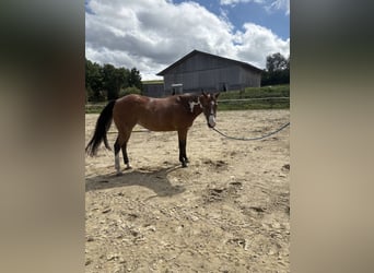 American Paint Horse, Klacz, 14 lat, 155 cm, Overo wszelkich maści